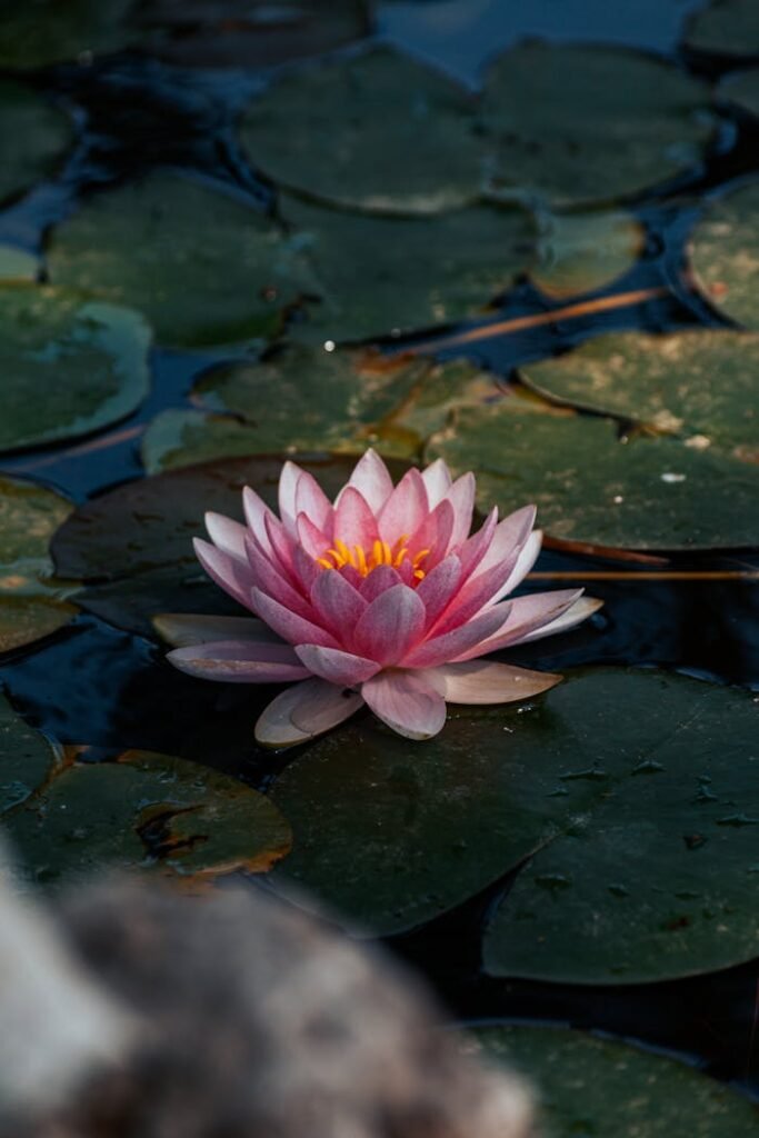 pexels photo 25559681 Beautiful pink water lily blooming amidst green leaves on a serene pond in Mersin, Türkiye.